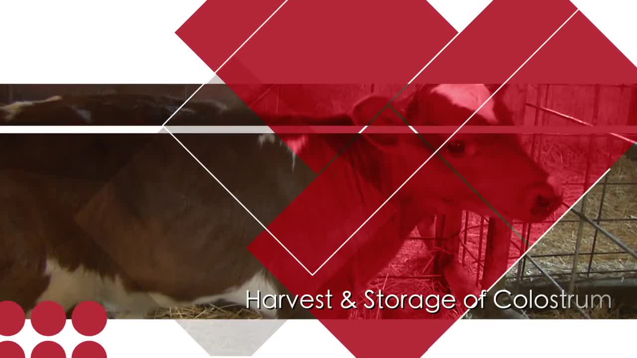 Newborn Calf Care: Harvest and Storage of Colostrum